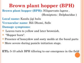 Brown plant hopper (BPH)
Brown plant hopper (BPH): Nilaparvata lugens .
                                                 (Hemiptera : Delphacidae )
Local name: Kandu jigi hulu
Vernacular name: Bili Dhomi, Solle
Damage symptoms:
  Leaves turn to yellow and later brownish.

  "Hopper burn".

 Presence of honeydew and sooty molds at the basal parts

 More severe during panicle initiation stage.

                                                           
ETL: 5-10 adult BPH tillering to ear emergence in the field
 