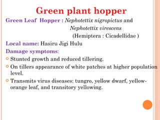 Green plant hopper 
Green Leaf  Hopper : Nephotettix nigropictus and
                                         Nephotettix virescens
                                           (Hemiptera : Cicadellidae )
Local name: Hasiru Jigi Hulu
Damage symptoms:
 Stunted growth and reduced tillering.

 On tillers appearance of white patches at higher population
  level.
 Transmits virus diseases: tungro, yellow dwarf, yellow-
  orange leaf, and transitory yellowing.
 