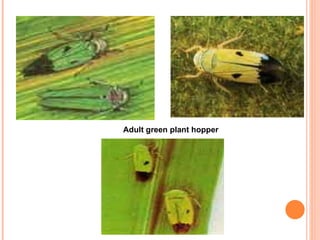 Adult green plant hopper
 