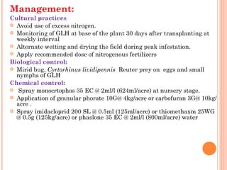 Management:
Cultural practices
 Avoid use of excess nitrogen.
 Monitoring of GLH at base of the plant 30 days after transplanting at
  weekly interval
 Alternate wetting and drying the field during peak infestation.
 Apply recommended dose of nitrogenous fertilizers

Biological control:
 Mirid bug, Cyrtorhinus lividipennis  Reuter prey on  eggs and small
  nymphs of GLH
Chemical control:
 Spray monocrtophos 35 EC @ 2ml/l (624ml/acre) at nursery stage.
 Application of granular phorate 10G@ 4kg/acre or carbofuran 3G@ 10kg/
  acre .                                                                           
 Spray imidacloprid 200 SL @ 0.5ml (125ml/acre) or thiomethaxm 25WG
  @ 0.5g (125kg/acre) or phaslone 35 EC @ 2ml/l (800ml/acre) water
 