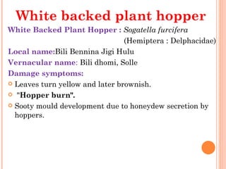 White backed plant hopper
White Backed Plant Hopper : Sogatella furcifera  
                                                    (Hemiptera : Delphacidae)
Local name:Bili Bennina Jigi Hulu
Vernacular name: Bili dhomi, Solle
Damage symptoms:
 Leaves turn yellow and later brownish.

  "Hopper burn".

 Sooty mould development due to honeydew secretion by
  hoppers.
 