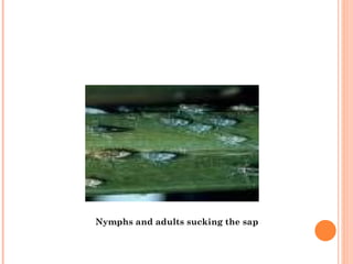 Nymphs and adults sucking the sap
 