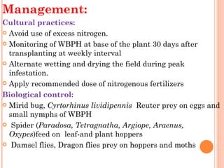 Management:
Cultural practices:
 Avoid use of excess nitrogen.

 Monitoring of WBPH at base of the plant 30 days after
  transplanting at weekly interval
 Alternate wetting and drying the field during peak
  infestation.
 Apply recommended dose of nitrogenous fertilizers

Biological control:
 Mirid bug, Cyrtorhinus lividipennis  Reuter prey on eggs and
  small nymphs of WBPH
  Spider (Paradosa, Tetragnatha, Argiope, Araenus,
  Oxypes)feed on  leaf-and plant hoppers
  Damsel flies, Dragon flies prey on hoppers and moths
 