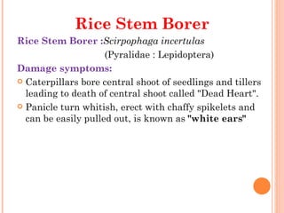 Rice Stem Borer
Rice Stem Borer :Scirpophaga incertulas
                     (Pyralidae : Lepidoptera)
Damage symptoms:
 Caterpillars bore central shoot of seedlings and tillers
  leading to death of central shoot called "Dead Heart".
 Panicle turn whitish, erect with chaffy spikelets and
  can be easily pulled out, is known as "white ears"
 