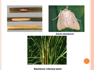 Adult stemborer




Stemborer infected plant
 