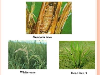 Stemborer larva




White ears                Dead heart
 