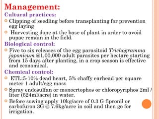 Management:
Cultural practices:
 Clipping of seedling before transplanting for prevention
  egg laying
  Harvesting done at the base of plant in order to avoid
  pupae remain in the field.
Biological control:
 Five to six releases of the egg parasitoid Trichogramma
  japonicum @1,00,000 adult parasites per hectare starting
  from 15 days after planting, in a crop season is effective
  and economical.  
Chemical control:
  ETL:5-10% dead heart, 5% chaffy earhead per square  
  meter 1 adult/egg mass
 Spray endosulfan or monocrtophos or chloropyriphos 2ml /
  liter (624ml/acre) in water.
 Before sowing apply 10kg/acre of 0.3 G fipronil or
  carbofuron 3G @ 7.6kg/acre in soil and then go for
  irrigation.
 
