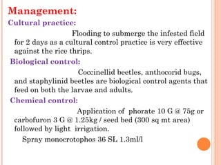 Management:
Cultural practice:
                    Flooding to submerge the infested field
  for 2 days as a cultural control practice is very effective
  against the rice thrips.
 Biological control:
                      Coccinellid beetles, anthocorid bugs,
  and staphylinid beetles are biological control agents that
  feed on both the larvae and adults.
 Chemical control:
                      Application of  phorate 10 G @ 75g or
  carbofuron 3 G @ 1.25kg / seed bed (300 sq mt area)
  followed by light  irrigation.
     Spray monocrotophos 36 SL 1.3ml/l     
 
 