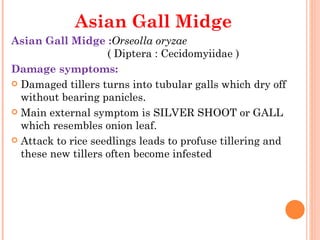 Asian Gall Midge
Asian Gall Midge :Orseolla oryzae
                    ( Diptera : Cecidomyiidae )
Damage symptoms:
 Damaged tillers turns into tubular galls which dry off
  without bearing panicles.
 Main external symptom is SILVER SHOOT or GALL
  which resembles onion leaf.
 Attack to rice seedlings leads to profuse tillering and
  these new tillers often become infested
 