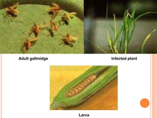Adult gallmidge           Infected plant




                  Larva
 