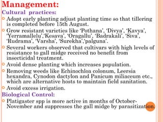 Management:
Cultural practices:
 Adopt early planting adjust planting time so that tillering
  is completed before 15th August.
 Grow resistant varieties like ‘Pothana’, ‘Divya’, ‘Kavya’,
  ‘Yerramallelu’,‘Kesava’, ‘Oragallu’, ‘Badrakali’, ‘Siva’,
  ‘Rudrama’, ‘Varsha’, ‘Surekha’,‘palguna’.
 Several workers observed that cultivars with high levels of
  resistance to gall midge received no benefit from
  insecticidal treatment.
 Avoid dense planting which increases population.
 Removing weeds like Echinochloa colonum, Leersia
  hexandra, Cynodon dactylon and Panicum miliaceum etc.,
  which are alternative hosts to maintain field sanitation.
 Avoid excess irrigation.
Biological Control:
 Platigaster spp is more active in months of October-
  November and suppresses the gall midge by parasitization.
 