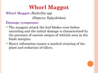 Whorl Maggot
Whorl Maggot :Hydrellia spp
                  (Diptera: Ephydridae)
Damage symptoms:
 The maggots attack the leaf blades even before
  uncurling and the initial damage is characterized by
  the presence of narrow stripes of whitish area in the
  blade margins.
 Heavy infestation causes a marked stunting of the
  plant and reduction of tillers.
 