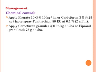 Management:
Chemical control:
 Apply Phorate 10 G @ 10 kg / ha or Carbofuran 3 G @ 25
  kg / ha or spray Fenitrothion 50 EC at 0.1 % (2 ml/lit).
 Apply Carbofuran granules @ 0.75 kg a.i./ha or Fipronil
  granules @ 75 g a.i./ha.
 