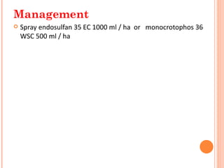 Management
   Spray endosulfan 35 EC 1000 ml / ha or monocrotophos 36
    WSC 500 ml / ha
 