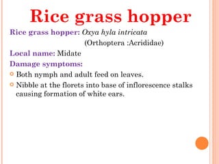 Rice grass hopper
Rice grass hopper: Oxya hyla intricata
                                    (Orthoptera :Acrididae)
Local name: Midate
Damage symptoms:
 Both nymph and adult feed on leaves.

 Nibble at the florets into base of inflorescence stalks
   causing formation of white ears.
 