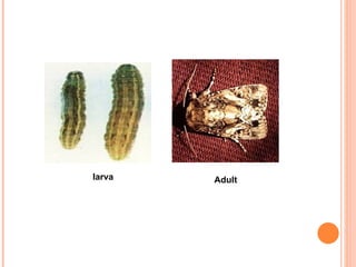 larva   Adult
 