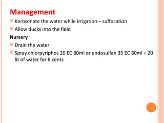 Management
 Kerosenate the water while irrigation – suffocation
 Allow ducks into the field

Nursery
 Drain the water

 Spray chlorpyriphos 20 EC 80ml or endosulfan 35 EC 80ml + 20
  lit of water for 8 cents
 