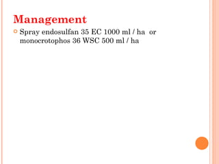 Management
   Spray endosulfan 35 EC 1000 ml / ha  or  
    monocrotophos 36 WSC 500 ml / ha
 