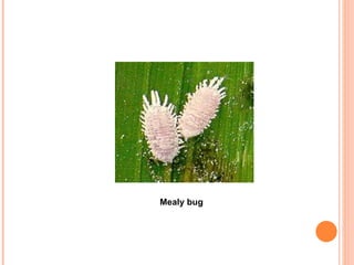 Mealy bug
 