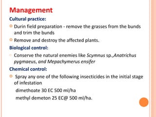 Management
Cultural practice:
 Durin field preparation - remove the grasses from the bunds
  and trim the bunds
 Remove and destroy the affected plants.

Biological control:
o Conserve the natural enemies like Scymnus sp.,Anatrichus

  pygmaeus, and Mepachymerus ensifer
Chemical control:
 Spray any one of the following insecticides in the initial stage
  of infestation
   dimethoate 30 EC 500 ml/ha
   methyl demeton 25 EC@ 500 ml/ha.
 
