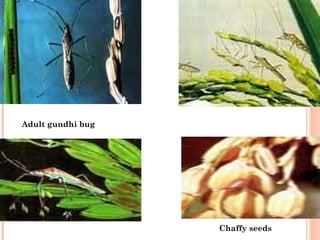 Adult gundhi bug




                   Chaffy seeds
 