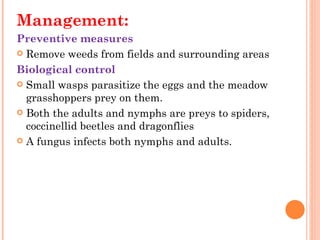 Management:
Preventive measures 
 Remove weeds from fields and surrounding areas

Biological control
 Small wasps parasitize the eggs and the meadow
  grasshoppers prey on them.
 Both the adults and nymphs are preys to spiders,
  coccinellid beetles and dragonflies
 A fungus infects both nymphs and adults.
 