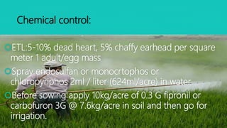 Ipm in rice | PPTX
