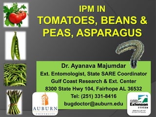 IPM in Tomatoes, BEANS & Peas, ASPARAGUS Dr. Ayanava Majumdar Ext. Entomologist, State SARE Coordinator Gulf Coast Research & Ext. Center 8300 State Hwy 104, Fairhope AL 36532 Tel: (251) 331-8416 bugdoctor@auburn.edu 