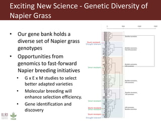 ILRI program outline: Feed and Forage Development  