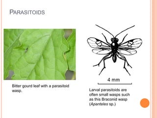 PARASITOIDS
Larval parasitoids are
often small wasps such
as this Braconid wasp
(Apanteles sp.)
Bitter gourd leaf with a parasitoid
wasp.
 