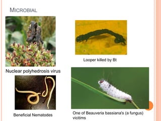 MICROBIAL
Nuclear polyhedrosis virus
Looper killed by Bt
Beneficial Nematodes One of Beauveria bassiana's (a fungus)
vicitims
 