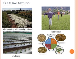 CULTURAL METHOD
Intercropping with insectary plants
Scarecrow
mulching
 