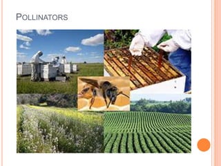 POLLINATORS
 