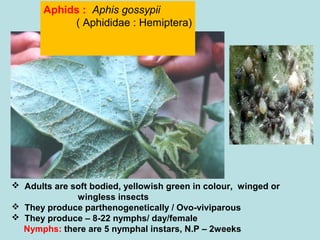 Aphids : Aphis gossypii
( Aphididae : Hemiptera)
 Adults are soft bodied, yellowish green in colour, winged or
wingless insects
 They produce parthenogenetically / Ovo-viviparous
 They produce – 8-22 nymphs/ day/female
Nymphs: there are 5 nymphal instars, N.P – 2weeks
 