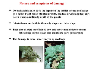 Nature and symptoms of damage
 Nymphs and adults suck the sap from the tender shoots and leaves
as a result Plant cause stunted growth, gradual drying and leaf curl
down wards and finally death of the plants
 Infestation occur both in the early stage and later stage
 They also excrete lot of honey dew and sooty mould development
takes place on the leaves and plants are dark appearance
 The damage is more severe in young seedlings
 