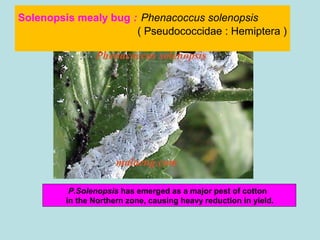 Solenopsis mealy bug : Phenacoccus solenopsis
( Pseudococcidae : Hemiptera )
P.Solenopsis has emerged as a major pest of cotton
in the Northern zone, causing heavy reduction in yield.
 