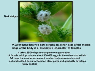 P.Solenopsis has two dark stripes on either side of the middle
ridge of the body is a distinctive character of females
Dark stripes
It takes 25-30 days to complete one generation
A female adult produces about 150-600 eggs in the ovisac and within
3-9 days the crawlers come out and actively move and spread
out and settled down for food on plant parts and gradually develops
waxy coating
 