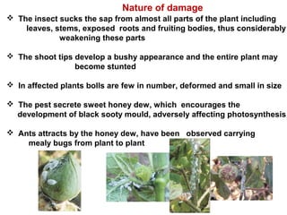 Nature of damage
 The insect sucks the sap from almost all parts of the plant including
leaves, stems, exposed roots and fruiting bodies, thus considerably
weakening these parts
 The shoot tips develop a bushy appearance and the entire plant may
become stunted
 In affected plants bolls are few in number, deformed and small in size
 The pest secrete sweet honey dew, which encourages the
development of black sooty mould, adversely affecting photosynthesis
 Ants attracts by the honey dew, have been observed carrying
mealy bugs from plant to plant
 