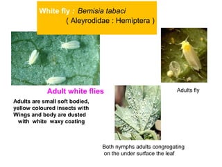 White fly : Bemisia tabaci
( Aleyrodidae : Hemiptera )
Adult white flies Adults fly
Both nymphs adults congregating
on the under surface the leaf
Adults are small soft bodied,
yellow coloured insects with
Wings and body are dusted
with white waxy coating
 