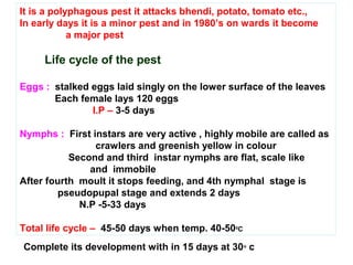 It is a polyphagous pest it attacks bhendi, potato, tomato etc.,
In early days it is a minor pest and in 1980’s on wards it become
a major pest
Life cycle of the pest
Eggs : stalked eggs laid singly on the lower surface of the leaves
Each female lays 120 eggs
I.P – 3-5 days
Nymphs : First instars are very active , highly mobile are called as
crawlers and greenish yellow in colour
Second and third instar nymphs are flat, scale like
and immobile
After fourth moult it stops feeding, and 4th nymphal stage is
pseudopupal stage and extends 2 days
N.P -5-33 days
Total life cycle – 45-50 days when temp. 40-500
C
Complete its development with in 15 days at 30o
c
 