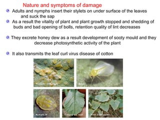 Nature and symptoms of damage
Adults and nymphs insert their stylets on under surface of the leaves
and suck the sap
As a result the vitality of plant and plant growth stopped and shedding of
buds and bad opening of bolls, retention quality of lint decreases
They excrete honey dew as a result development of sooty mould and they
decrease photosynthetic activity of the plant
It also transmits the leaf curl virus disease of cotton
 