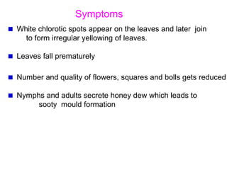 Symptoms
White chlorotic spots appear on the leaves and later join
to form irregular yellowing of leaves.
Leaves fall prematurely
Number and quality of flowers, squares and bolls gets reduced
Nymphs and adults secrete honey dew which leads to
sooty mould formation
 
