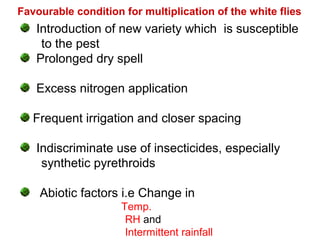 Favourable condition for multiplication of the white flies
Introduction of new variety which is susceptible
to the pest
Prolonged dry spell
Excess nitrogen application
Frequent irrigation and closer spacing
Indiscriminate use of insecticides, especially
synthetic pyrethroids
Abiotic factors i.e Change in
Temp.
RH and
Intermittent rainfall
 