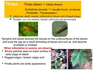 Thrips : Thrips tabaci – Infests flowers
Scirtothrips dorsalis – Usually found on leaves
(Thripidae : Thysanoptera )
Nymphs and adults lacerate the tissues on the undersurfaces of the leaves
and suck the sap as a result shriveling of leaves and curl up and become
crumbled or crinkled.
When infestation is severe, we observe
 Silvery patches seen on lower surface in
early stage of attack
 Ragged edges / broken edges and
 Finally plants are sickly appearance
Adults are small, slender, yellowish to brown with fringed wings
Nymphs are very minute, slender yellowish and microscopic
 
