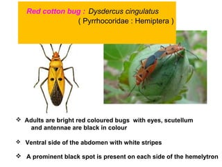 Red cotton bug : Dysdercus cingulatus
( Pyrrhocoridae : Hemiptera )
 Adults are bright red coloured bugs with eyes, scutellum
and antennae are black in colour
 Ventral side of the abdomen with white stripes
 A prominent black spot is present on each side of the hemelytron
 