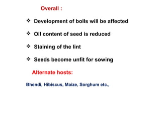 Overall :
 Development of bolls will be affected
 Oil content of seed is reduced
 Staining of the lint
 Seeds become unfit for sowing
Alternate hosts:
Bhendi, Hibiscus, Maize, Sorghum etc.,
 