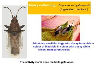 Dusky cotton bug : Oxycaraenus hyalinipennis
( Lygaeidae : Hemitera )
Adults are small flat bugs with dusky brownish in
colour or blackish in colour with dusky white
wings/ transparent wings
The activity starts once the bolls gets open
 