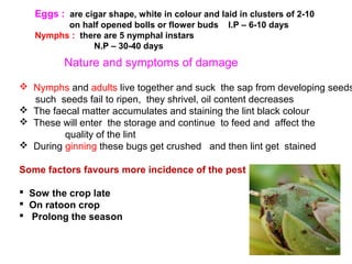  Nymphs and adults live together and suck the sap from developing seeds
such seeds fail to ripen, they shrivel, oil content decreases
 The faecal matter accumulates and staining the lint black colour
 These will enter the storage and continue to feed and affect the
quality of the lint
 During ginning these bugs get crushed and then lint get stained
Some factors favours more incidence of the pest
 Sow the crop late
 On ratoon crop
 Prolong the season
Eggs : are cigar shape, white in colour and laid in clusters of 2-10
on half opened bolls or flower buds I.P – 6-10 days
Nymphs : there are 5 nymphal instars
N.P – 30-40 days
Nature and symptoms of damage
 