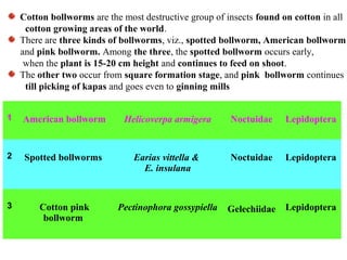 1 American bollworm Helicoverpa armigera Noctuidae Lepidoptera
2 Spotted bollworms Earias vittella &
E. insulana
Noctuidae Lepidoptera
3 Cotton pink
bollworm
Pectinophora gossypiella Gelechiidae Lepidoptera
Cotton bollworms are the most destructive group of insects found on cotton in all
cotton growing areas of the world.
There are three kinds of bollworms, viz., spotted bollworm, American bollworm
and pink bollworm. Among the three, the spotted bollworm occurs early,
when the plant is 15-20 cm height and continues to feed on shoot.
The other two occur from square formation stage, and pink bollworm continues
till picking of kapas and goes even to ginning mills
 
