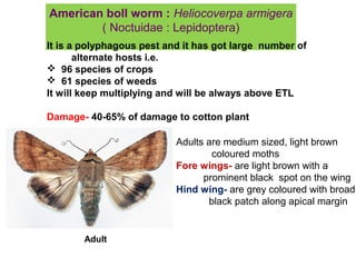American boll worm : Heliocoverpa armigera
( Noctuidae : Lepidoptera)
It is a polyphagous pest and it has got large number of
alternate hosts i.e.
 96 species of crops
 61 species of weeds
It will keep multiplying and will be always above ETL
Damage- 40-65% of damage to cotton plant
Adult
Adults are medium sized, light brown
coloured moths
Fore wings- are light brown with a
prominent black spot on the wing
Hind wing- are grey coloured with broad
black patch along apical margin
 